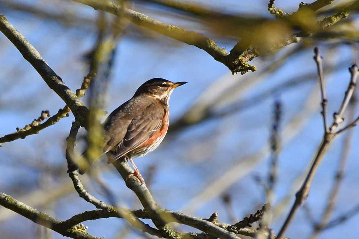 There are many variations of passage available.